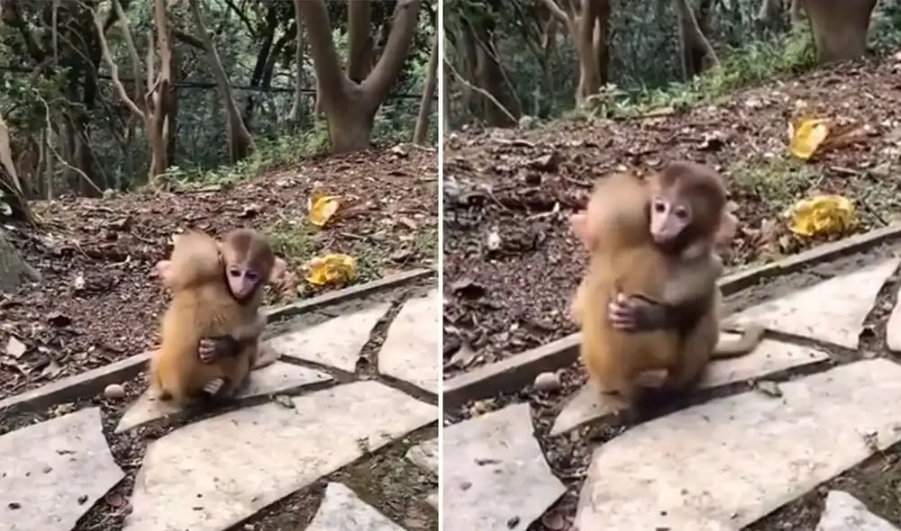 Desliza hacia la izquierda para ver más imágenes de este tierno abrazo entre dos monos bebés. Foto: captura de TikTok