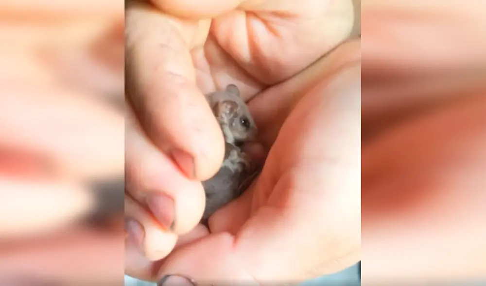 Desliza las imágenes para apreciar el momento en que una pósum pigmeo da luz a su cría en la mano de su rescatista. Foto: Captura de Facebook