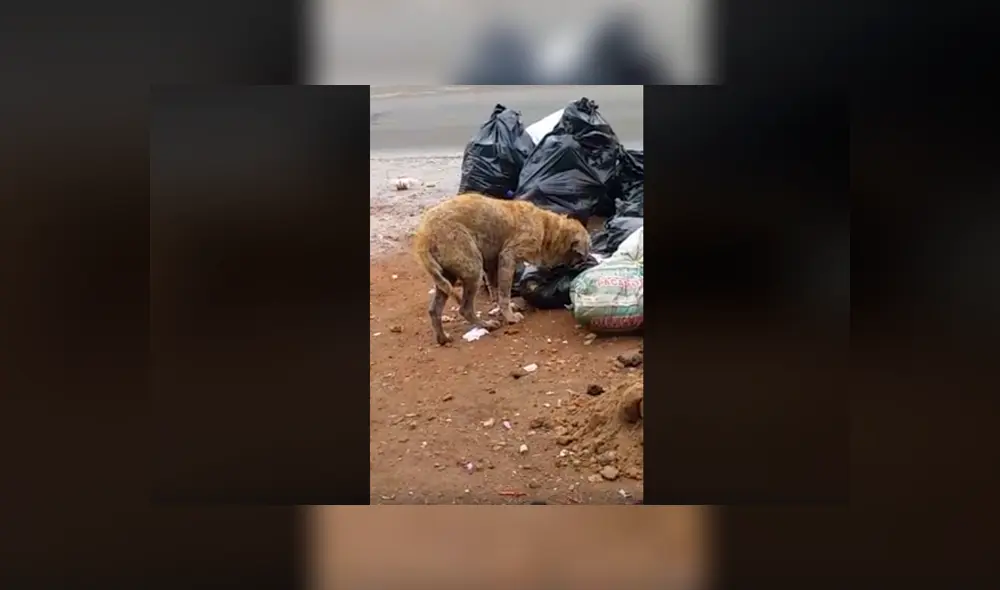 El perrito se encuentra en mal estado. Foto: Captura de Facebook.