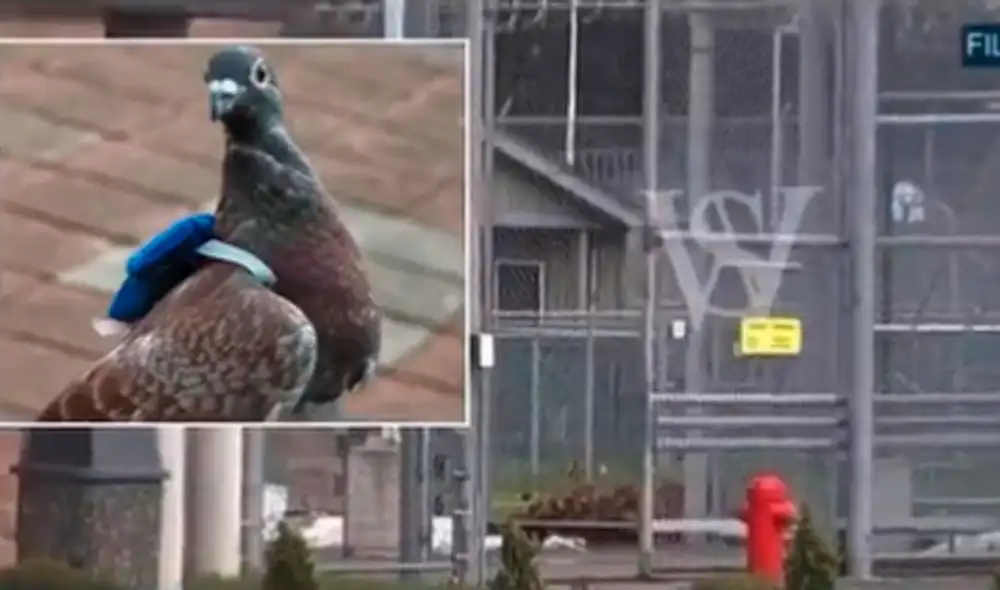 La seguridad de prisiones de Canadá ha puesto mayor atención, ya que señalan que los carcelarios han “retrocedido en el tiempo” al utilizar otros mecanismos. Foto: Twitter @Phil_Lewis_ La seguridad de prisiones de Canadá ha puesto mayor atención, ya que señalan que los carcelarios han “retrocedido en el tiempo” al utilizar otros mecanismos. Foto: Twitter @Phil_Lewis_