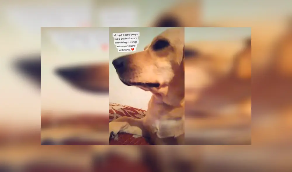 Desliza las imágenes para apreciar el conmovedor comportamiento de un perro al ser castigado por sus travesuras. Foto: Captura. Desliza las imágenes para apreciar el conmovedor comportamiento de un perro al ser castigado por sus travesuras. Foto: Captura.