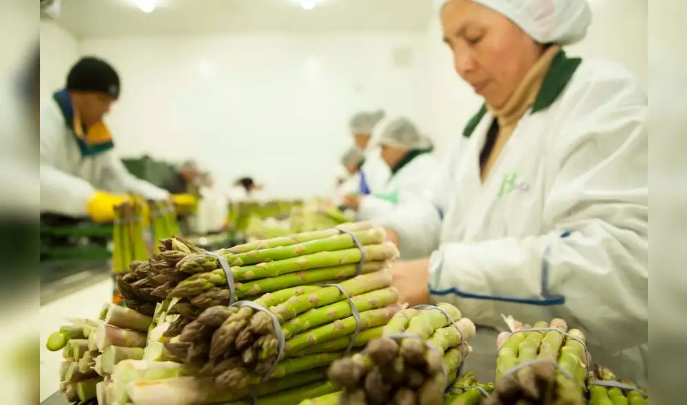 Establecen requisitos fitosanitarios para la exportación de espárragos a Estados Unidos y UE