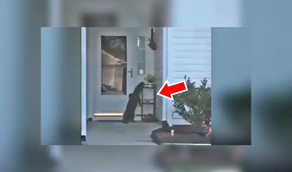 Facebook viral: llega a su casa y encuentra a misteriosa criatura tocando su puerta [VIDEO]
