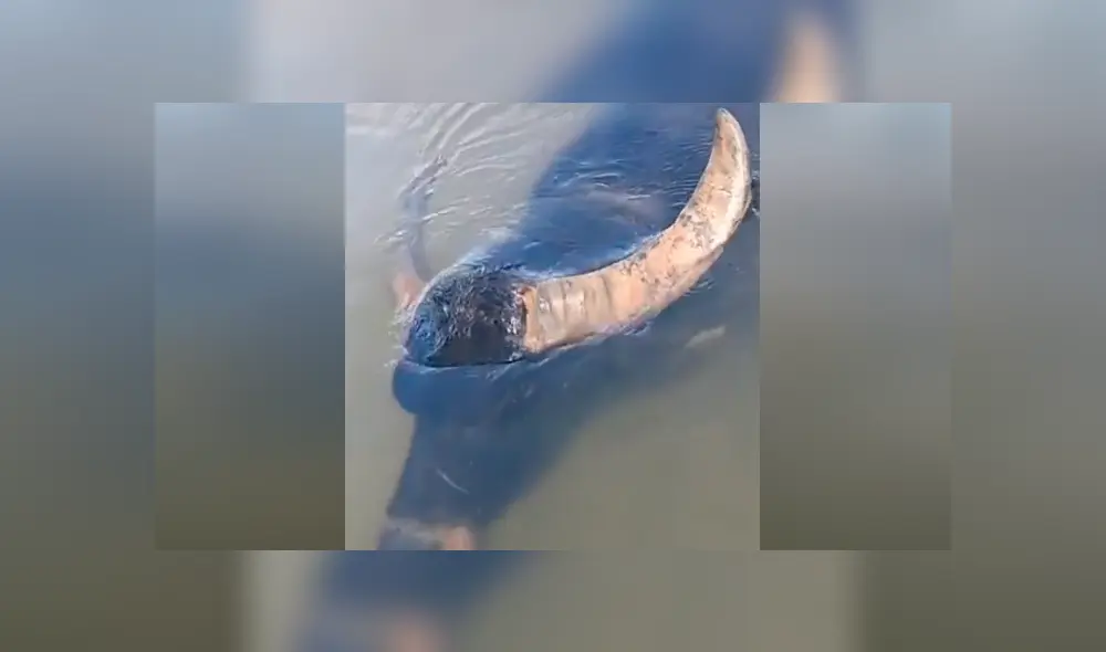 Desliza hacia la izquierda para ver el extraño hallazgo que se volvió viral en YouTube. Desliza hacia la izquierda para ver el extraño hallazgo que se volvió viral en YouTube.