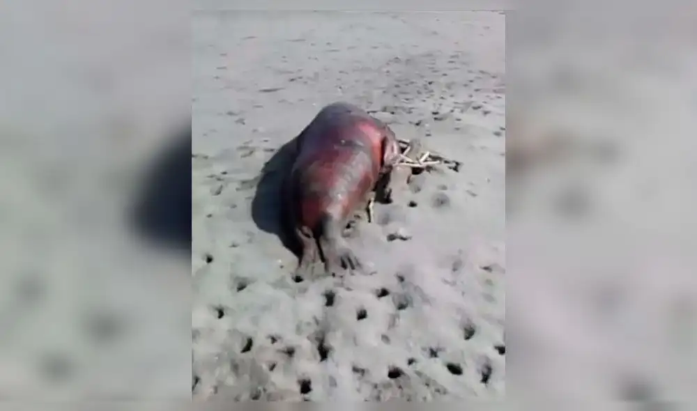 Piura: hallan lobos marinos ultimados en playa de Lobitos