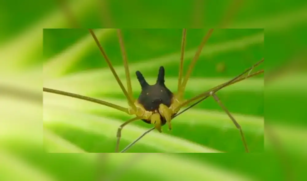 El video viral de YouTube muestra a la misteriosa criatura con cara de lobo que aterra miles. El video viral de YouTube muestra a la misteriosa criatura con cara de lobo que aterra miles.