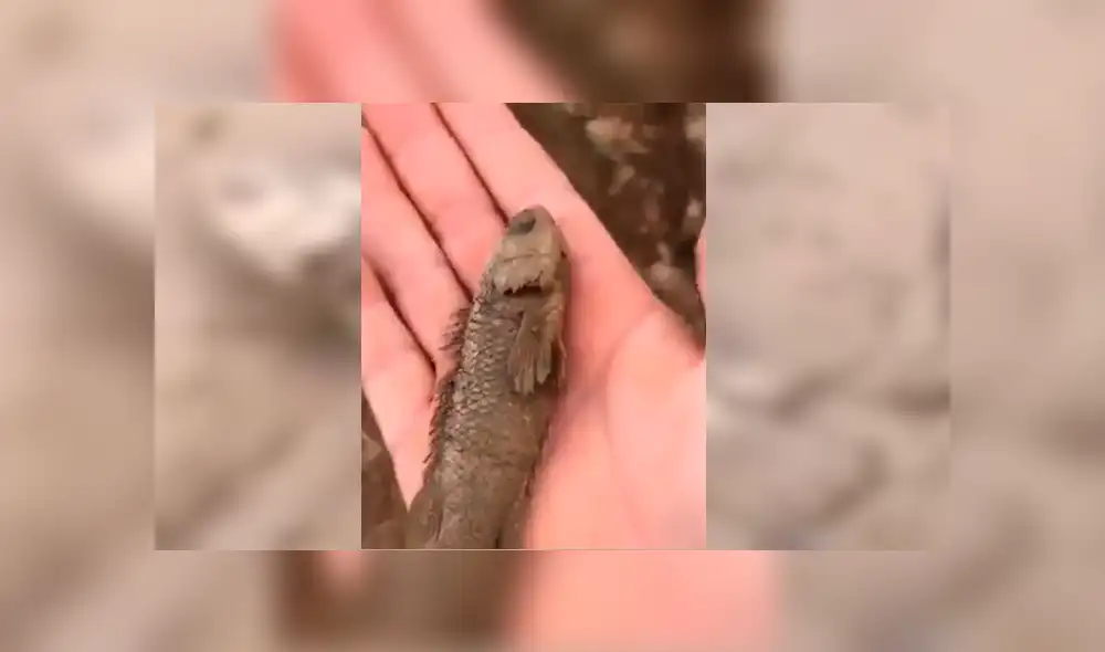 Facebook viral: Poblador encuentra pez 'moribundo' en la tierra, lo agarra y sucede lo impensado [VIDEO]