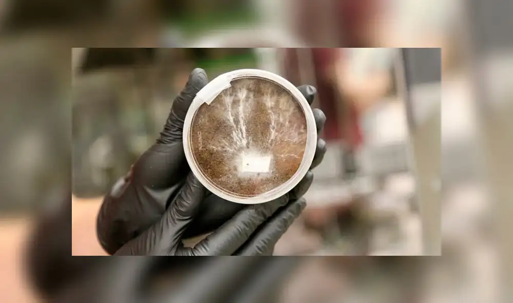 Los micelios podrán repararse por su propia cuenta. Foto: NASA