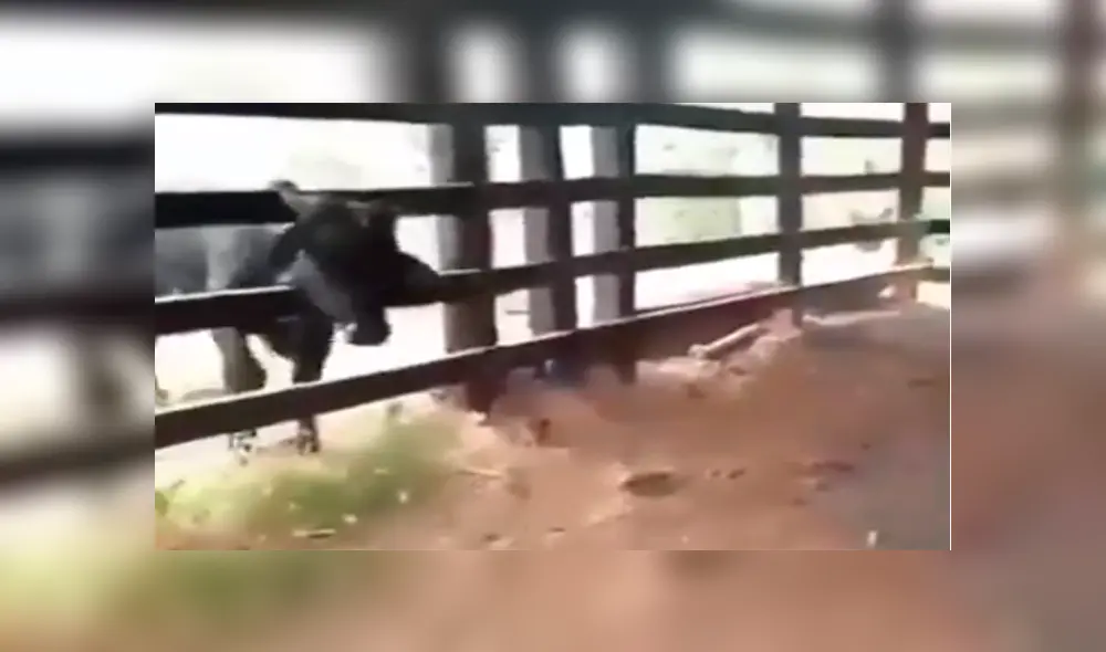 Quiso pasarse de listo con una vaca, pero el ‘karma’ terminó cobrándole caro su pesada broma [VIDEO]