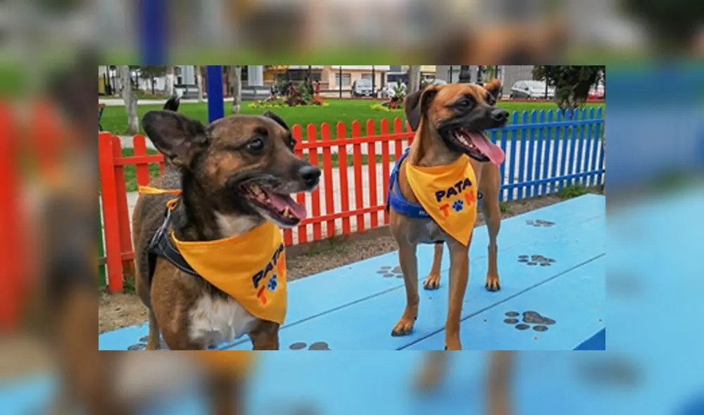 Las donaciones recaudadas en el Patatón serán distribuidas entre 10 albergues y refugios de animales rescatados. (Foto: Facebook/Patatón) Las donaciones recaudadas en el Patatón serán distribuidas entre 10 albergues y refugios de animales rescatados. (Foto: Facebook/Patatón)
