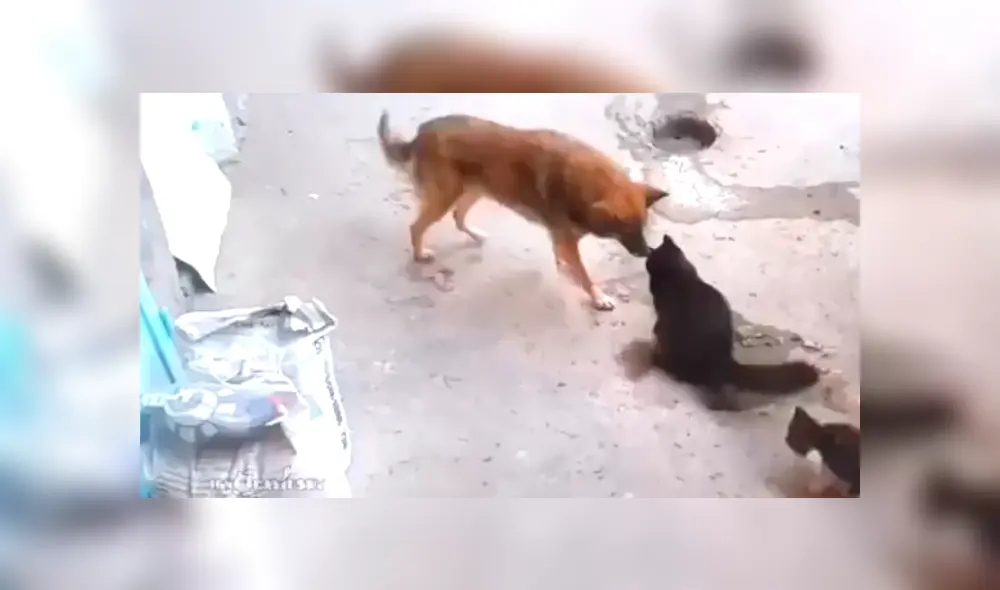 Video es viral en Facebook. La mujer revisó el video de vigilancia y quedó en shock, ya que vio lo que su perro y gato hacen cuando ella no está en casa. Foto: Captura. Video es viral en Facebook. La mujer revisó el video de vigilancia y quedó en shock, ya que vio lo que su perro y gato hacen cuando ella no está en casa. Foto: Captura.