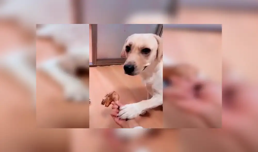 En Facebook, un cachorro quería una presa de pollo y su dueño se lo impedía, pero su madre salió en su defensa. En Facebook, un cachorro quería una presa de pollo y su dueño se lo impedía, pero su madre salió en su defensa.