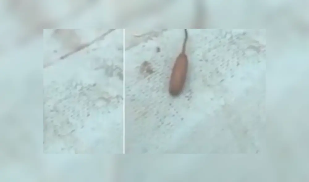 YouTube viral: revelan la verdad detrás de insólita criatura con cola de rata y forma de gusano [VIDEO]