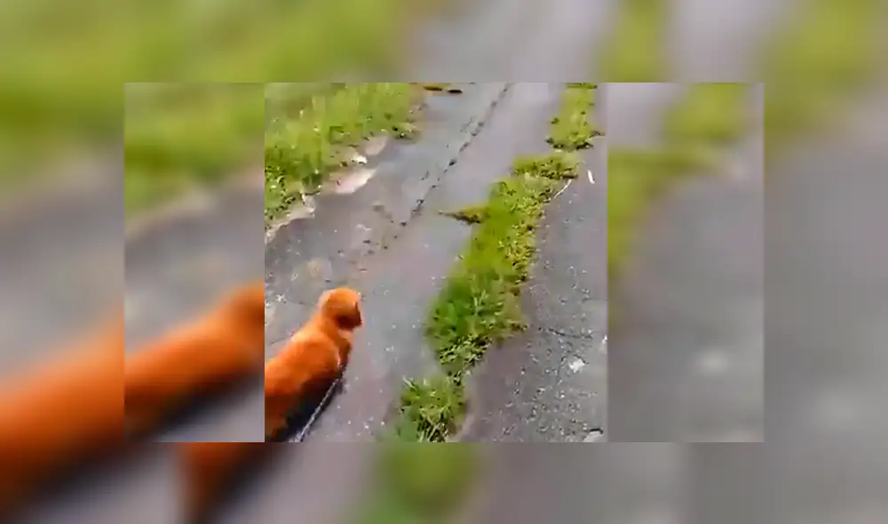 En Facebook, un chico paseaba con su perro y fingió desmayarse para ver la reacción de su mascota.