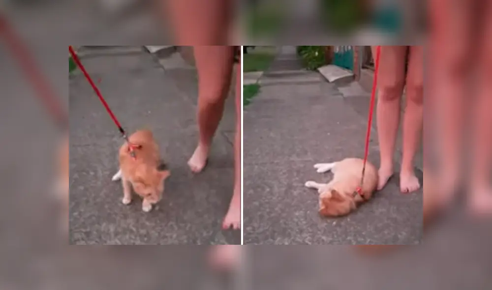 Vía YouTube. Joven sacó a su felino para dar una caminata atado a una correa, sin imaginar la insólita conducta que tendría este al negarse a caminar Vía YouTube. Joven sacó a su felino para dar una caminata atado a una correa, sin imaginar la insólita conducta que tendría este al negarse a caminar