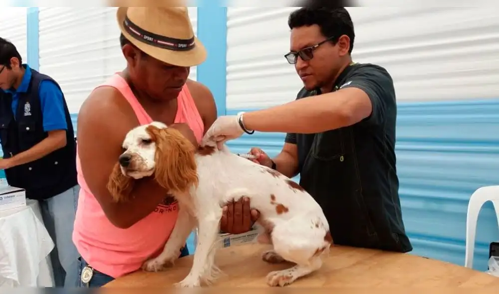 Dueños deben mantener en buena salud a sus mascotas. Dueños deben mantener en buena salud a sus mascotas.