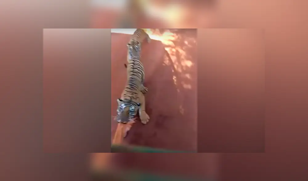 Desliza hacia la izquierda para ver la reacción de un enfurecido tigre que se volvió viral en Facebook.