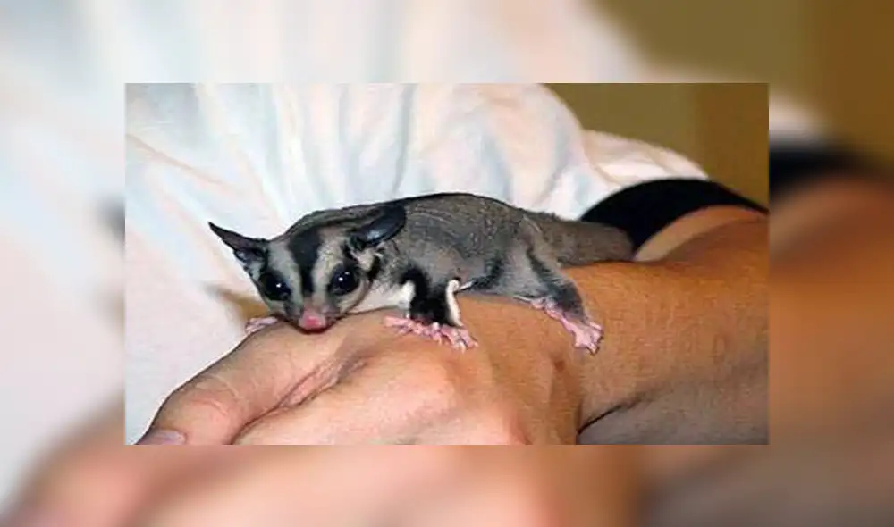 En Facebook, la joven encontró al pequeño animal en la calle con pocas probabilidades de sobrevivir y solo pesaba 4 gramos.