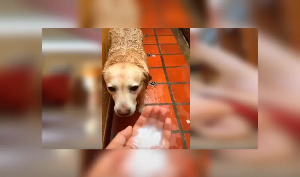 Desliza las imágenes hacia la izquierda para apreciar la singular acción de un perro para evitar que su dueña lo bañe.