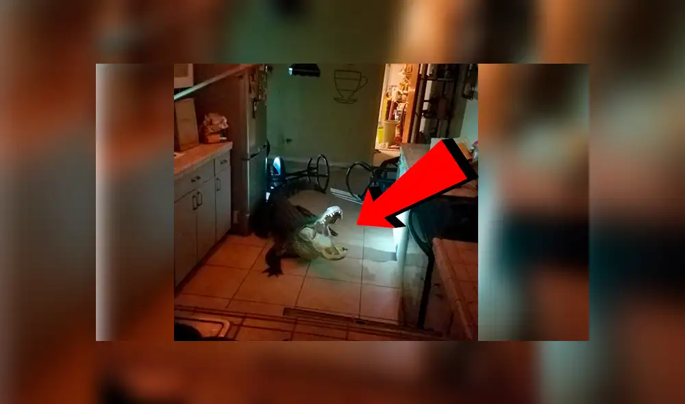 Facebook viral: Furioso cocodrilo ingresa por la ventana de una casa y sorprende a su dueño [VIDEO]