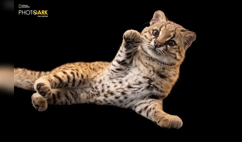 Guina, Leopardus guigna tigriillo, at Fauna Andina in Santiago, Chile