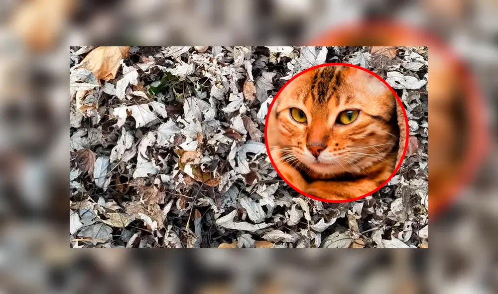 Intenta encontrar al gato oculto entre la enorme pila de hojas secas.