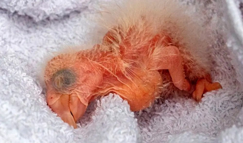 Guacamayo Rojo Argentina Guacamayo Rojo Argentina