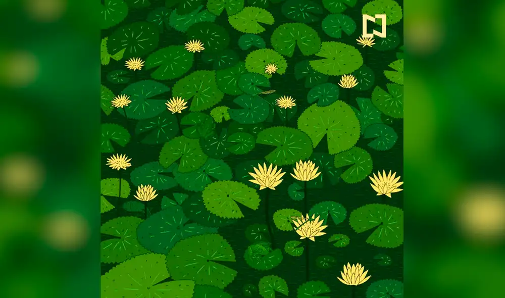 Debes hallas dos libélulas, dos ranas y un pez. Foto: Noticieros Televisa/Facebook