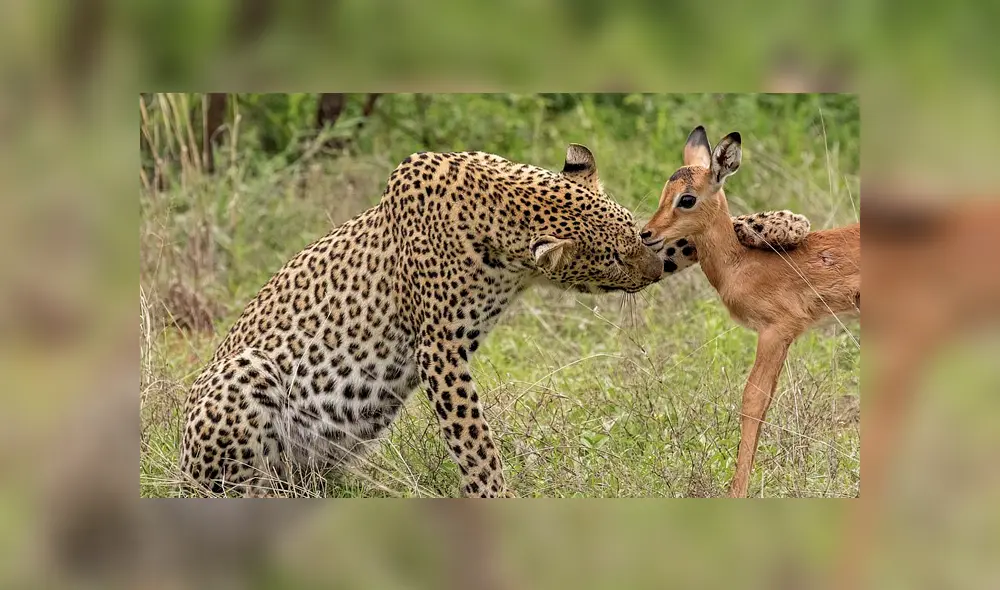 Desliza para ver el desenlace de esta publicación que se viralizó en Facebook. Foto: Daily Mail.
