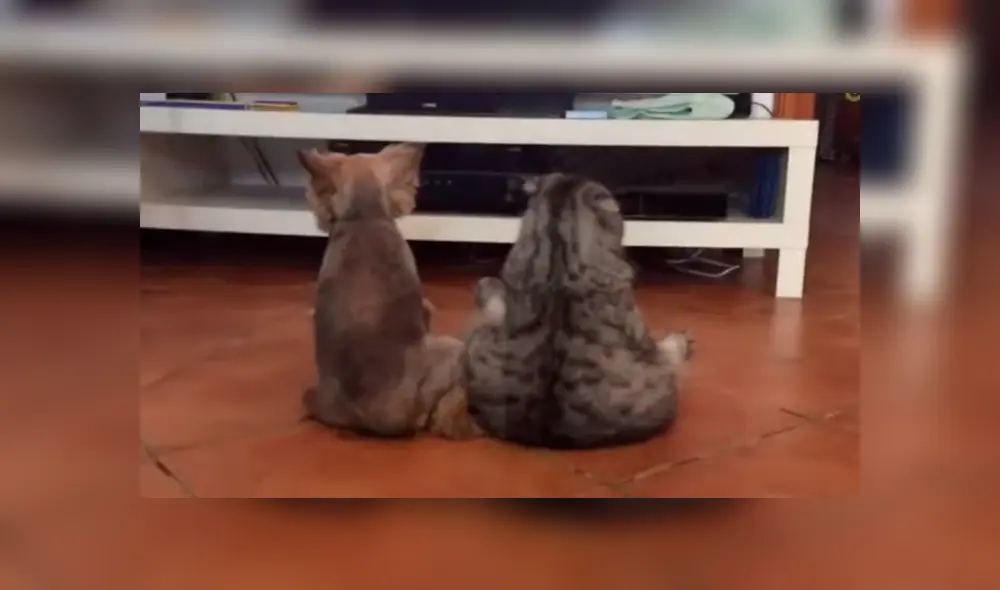 Facebook viral: chica llega a su casa y descubre a su gato y perro en una curiosa escena [VIDEO] 