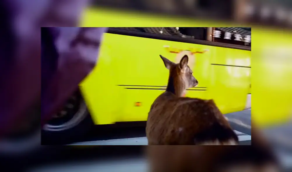 Usuarios de YouTube calificaron la peculiar conducta del animal como un claro ejemplo de “responsabilidad” y respeto por las señales de tránsito Usuarios de YouTube calificaron la peculiar conducta del animal como un claro ejemplo de “responsabilidad” y respeto por las señales de tránsito