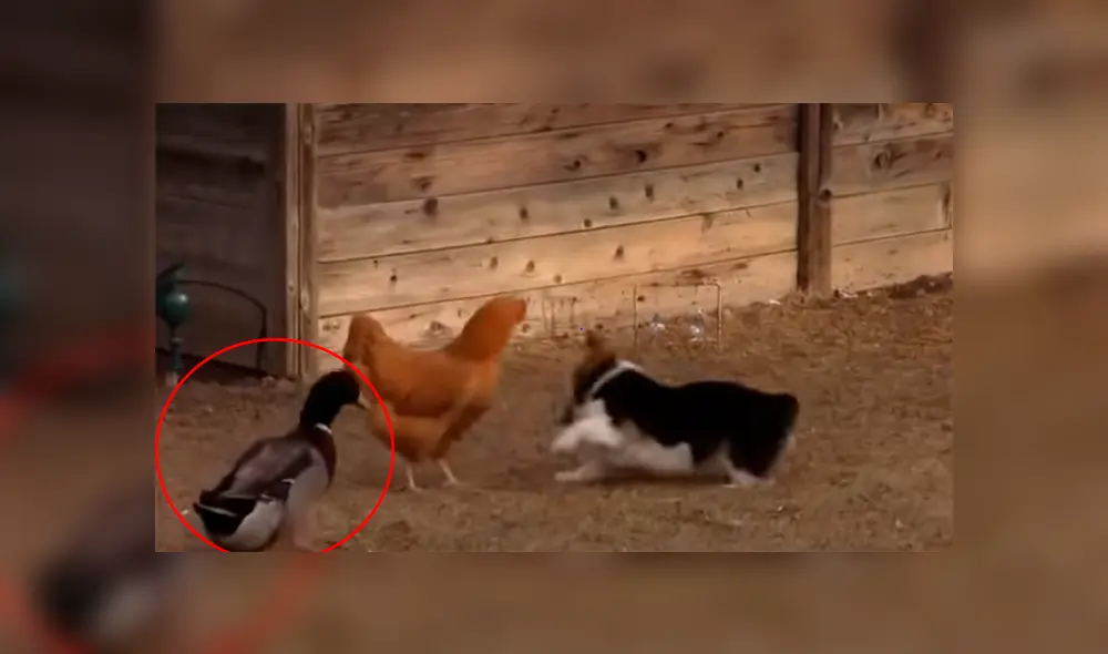 Pato ‘rabioso’ logra detener pelea entre un perro y una gallina [VIDEO]