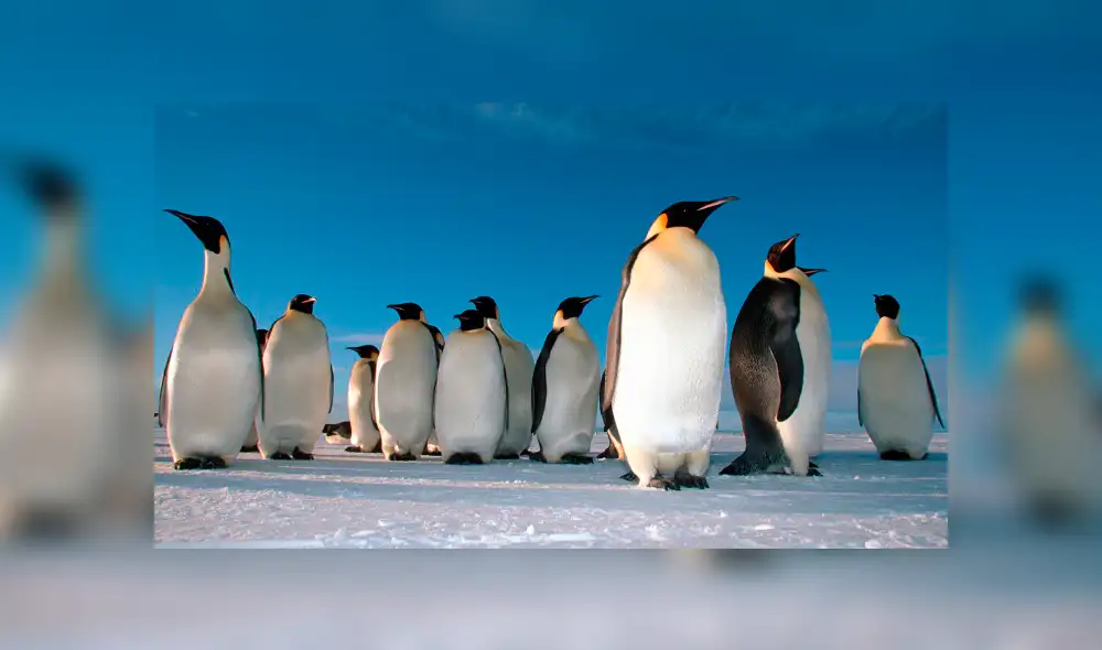 Twitter: hallan pingüinos prehistóricos de tamaño humano [FOTO]