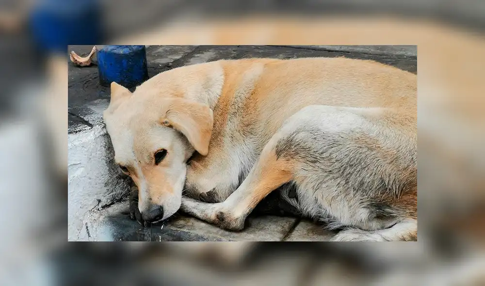 Los perros que soportaron en las calles de Lima la intensa llovizna [FOTOS]