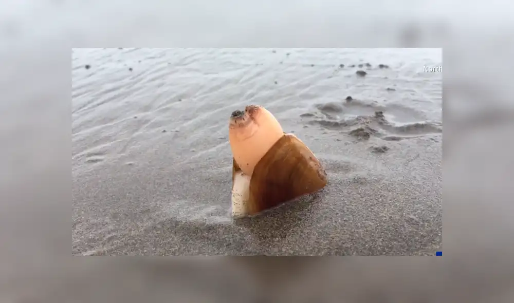 YouTube viral: se acerca a misteriosa criatura marina, sin imaginar que haría algo asqueroso [VIDEO]