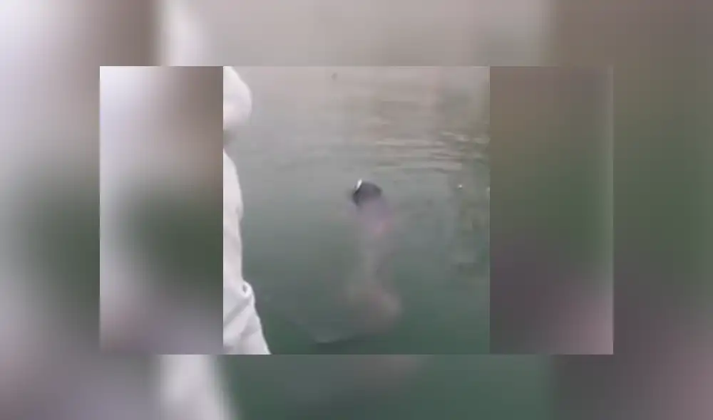 YouTube vira: intenta atrapar a 'extraña criatura' y termina 'mordisqueado' por el animal [VIDEO]