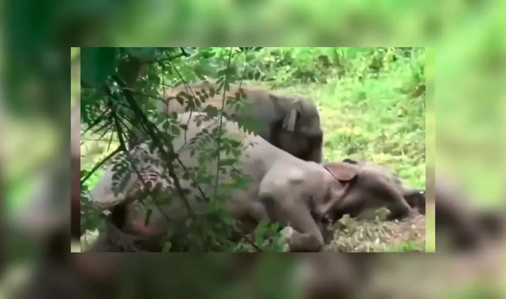 La impactante escena fue registrada en una conmovedora grabación que ha dado la vuelta al mundo La impactante escena fue registrada en una conmovedora grabación que ha dado la vuelta al mundo