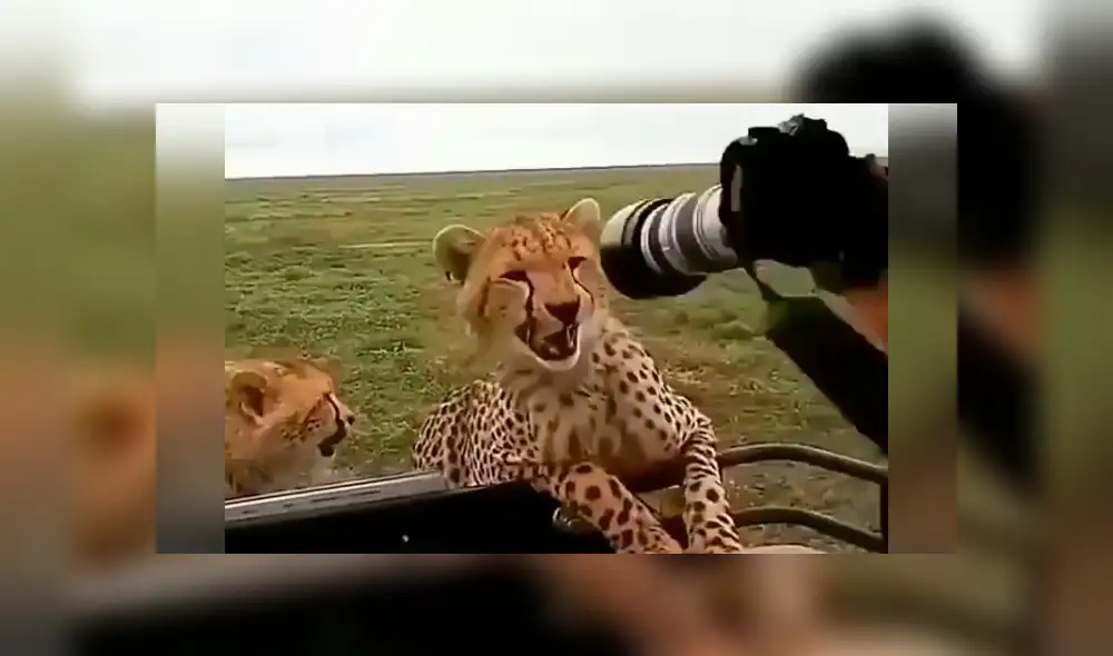 Desliza hacia la izquierda para ver el temible encuentro de un fotógrafo con los guepardos, escena que es viral en Facebook. Desliza hacia la izquierda para ver el temible encuentro de un fotógrafo con los guepardos, escena que es viral en Facebook.