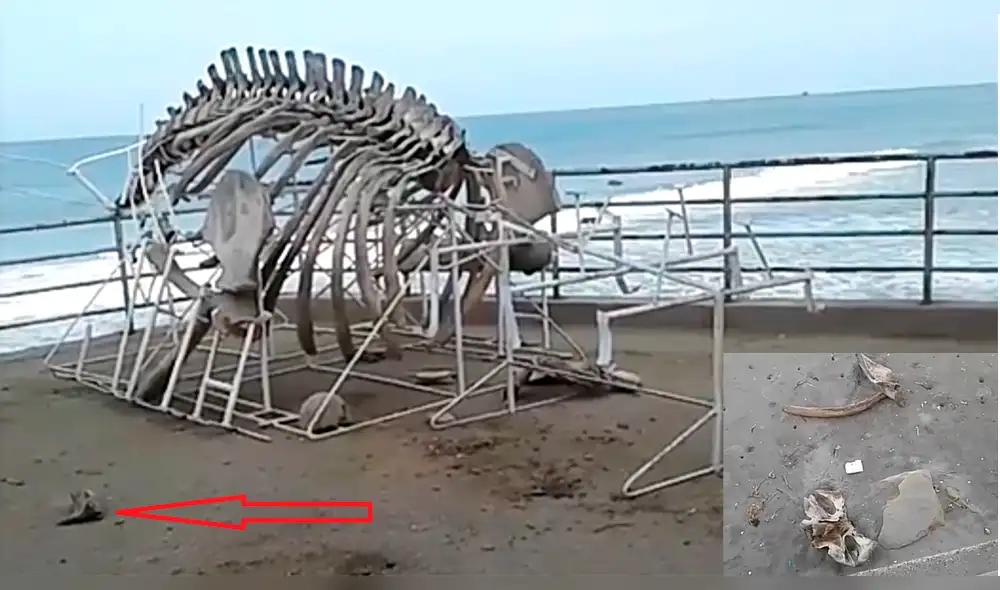 Piura: destruyen restos óseos de ballena jorobada que era atracción turística [VIDEO]