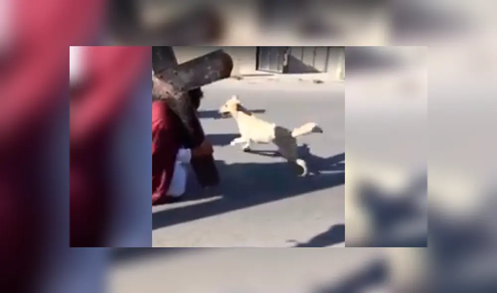 Facebook viral: perro 'creyente' ataca a 'soldados romanos' que azotaban a 'Jesús' [VIDEO]