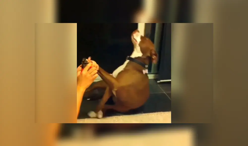 Facebook viral: chica le corta las uñas a su perro y este tiene una dramática reacción. Si quieres verlo desliza cada imagen hacia la izquierda.