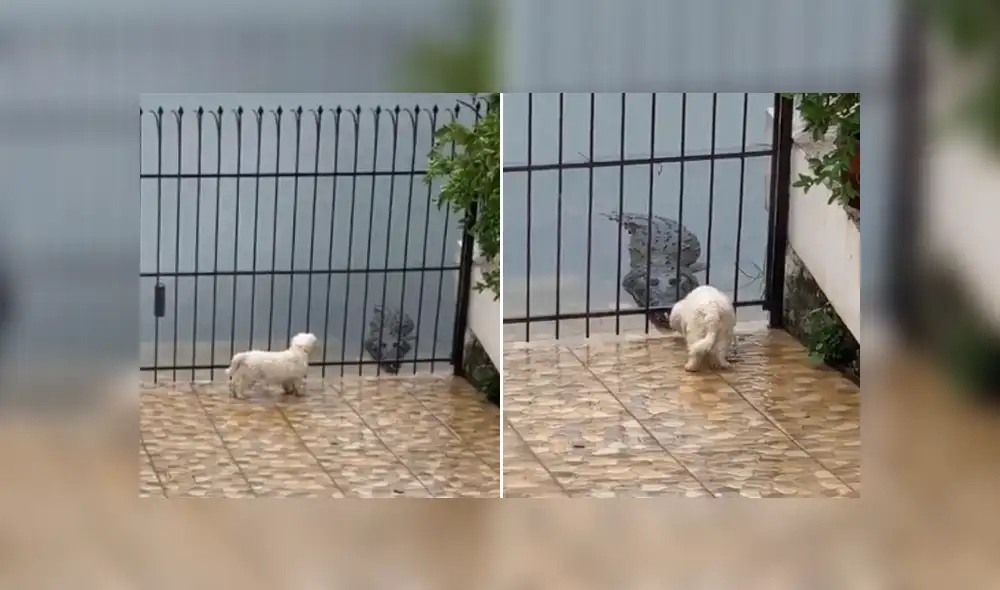 En redes sociales se hizo viral el momento en que un temerario perro se acerca a un cocodrilo. Foto: TikTok En redes sociales se hizo viral el momento en que un temerario perro se acerca a un cocodrilo. Foto: TikTok