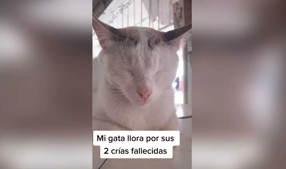 Desliza las imágenes para conocer un poco más de la historia de esta gatita que fue vista llorando por la pérdida de sus crías. Foto: captura de TikTok/BonnieKiraChanel Desliza las imágenes para conocer un poco más de la historia de esta gatita que fue vista llorando por la pérdida de sus crías. Foto: captura de TikTok/BonnieKiraChanel
