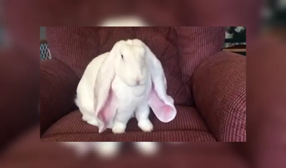 Facebook: conejo ‘orejón’ enternece a miles por curioso detalle en su comportamiento [VIDEO]