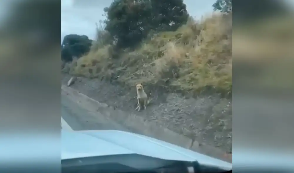 Desliza las imágenes para observar la noble acción de unos jóvenes para alimentar a unos indefensos perros. Foto: captura de Facebook