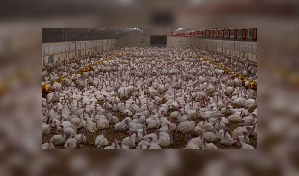 Crueldad Animal: Captan a hombre aplastando el cuello de pavos con un alicate [VIDEO] 