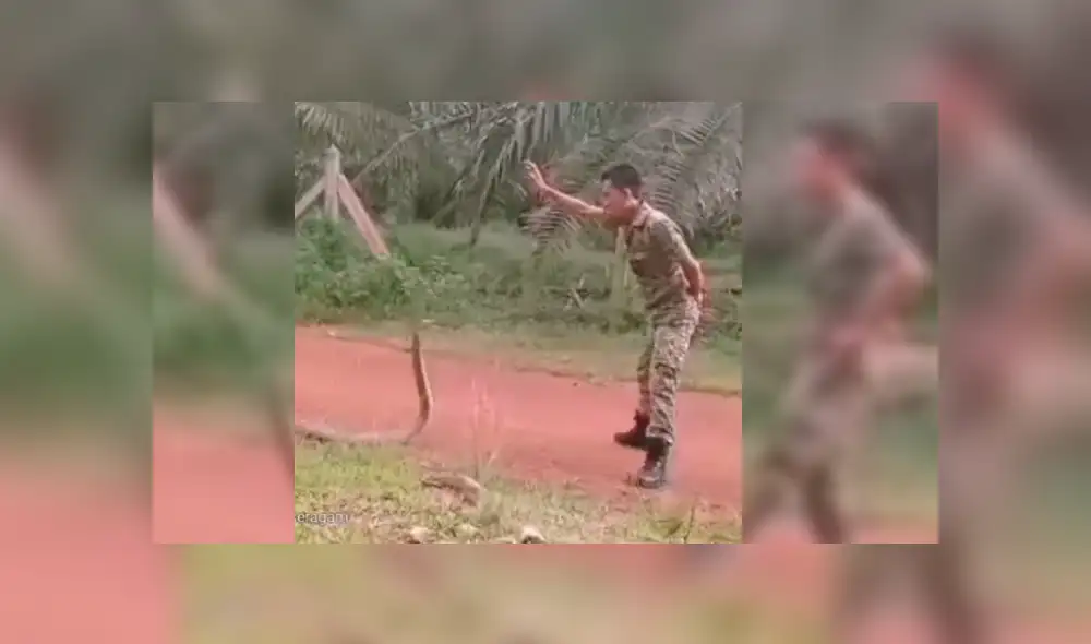 Soldado dejó a más de uno con la boca abierta con su insólita actitud al estar frente a frente con cobra real. Soldado dejó a más de uno con la boca abierta con su insólita actitud al estar frente a frente con cobra real.
