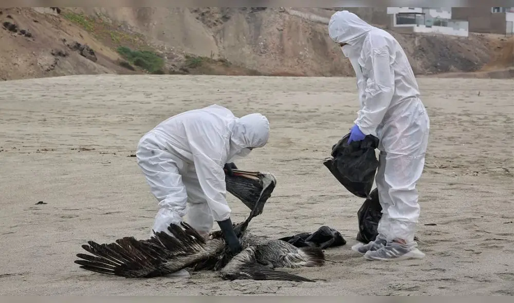 Estas son las últimas noticias sobre el brote de gripe aviar en Perú. Foto: Antonio Melgarejo/La República