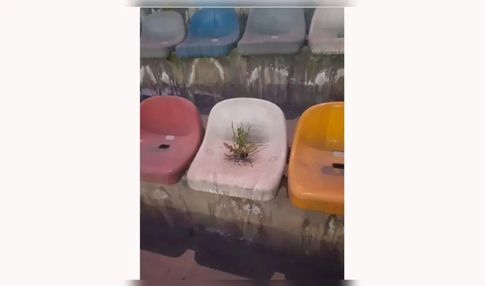 Copa Libertadores 2019: prensa extranjera destaca planta que nació en butaca del estadio Monumental.