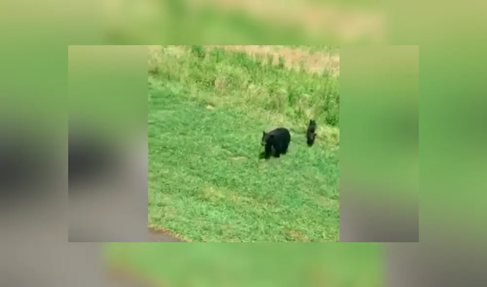 Hombre se acerca a osos bebés, llega su madre y lo pone en su sitio [VIDEO] 